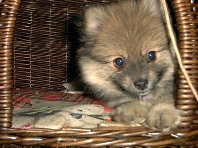 Pomeranian in a wicker dog bed.