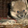 Pomeranian in a wicker dog bed.