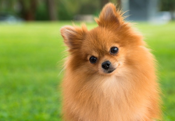 Pomeranian Breed Information and Photos | ThriftyFun