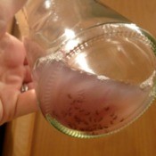 fruit fly trap