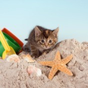 cat in a sandbox