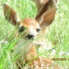 Baby Fawn at Rest