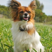 Papillon sitting in the grass.