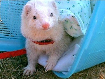 Theodore (Ferrets)