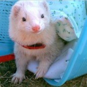 Theodore (Ferrets)