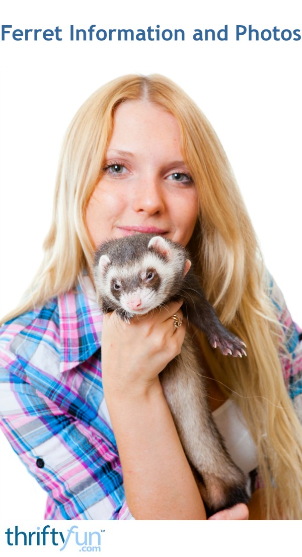 Ferret Information and Photos ThriftyFun