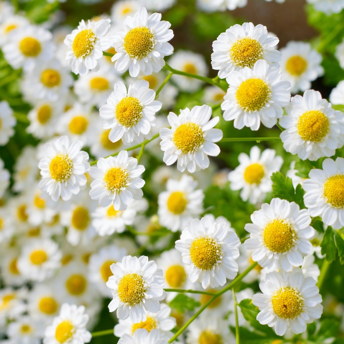 Using Chamomile Flowers At Marcellus Meyers Blog