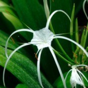 Growing Peruvian Daffodil, Spider Flower, Basket Lily, Spider Lily