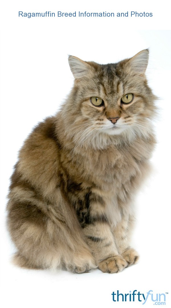 Ragamuffin Breed Information and Photos ThriftyFun