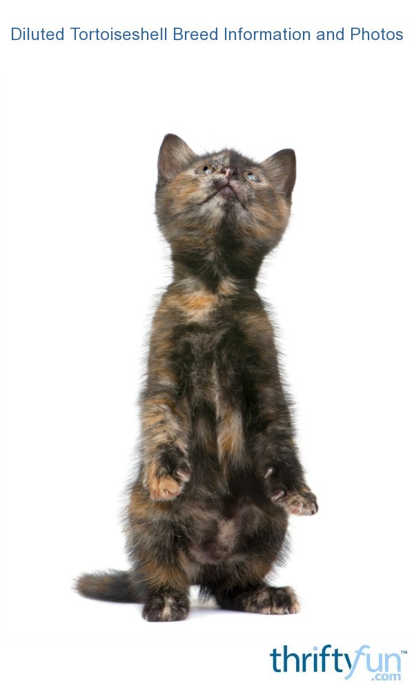 Turtle Shell Kitte Diluted Tortoiseshell Breed Information and Photos | ThriftyFun
