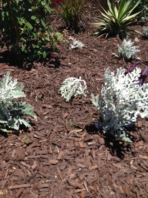 Closeup of healthy and wilted plants.