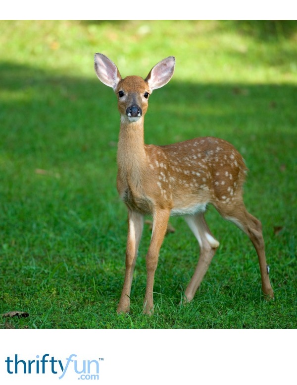 baby deer ears