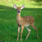 Fawn (Baby Deer) standing in the grass.