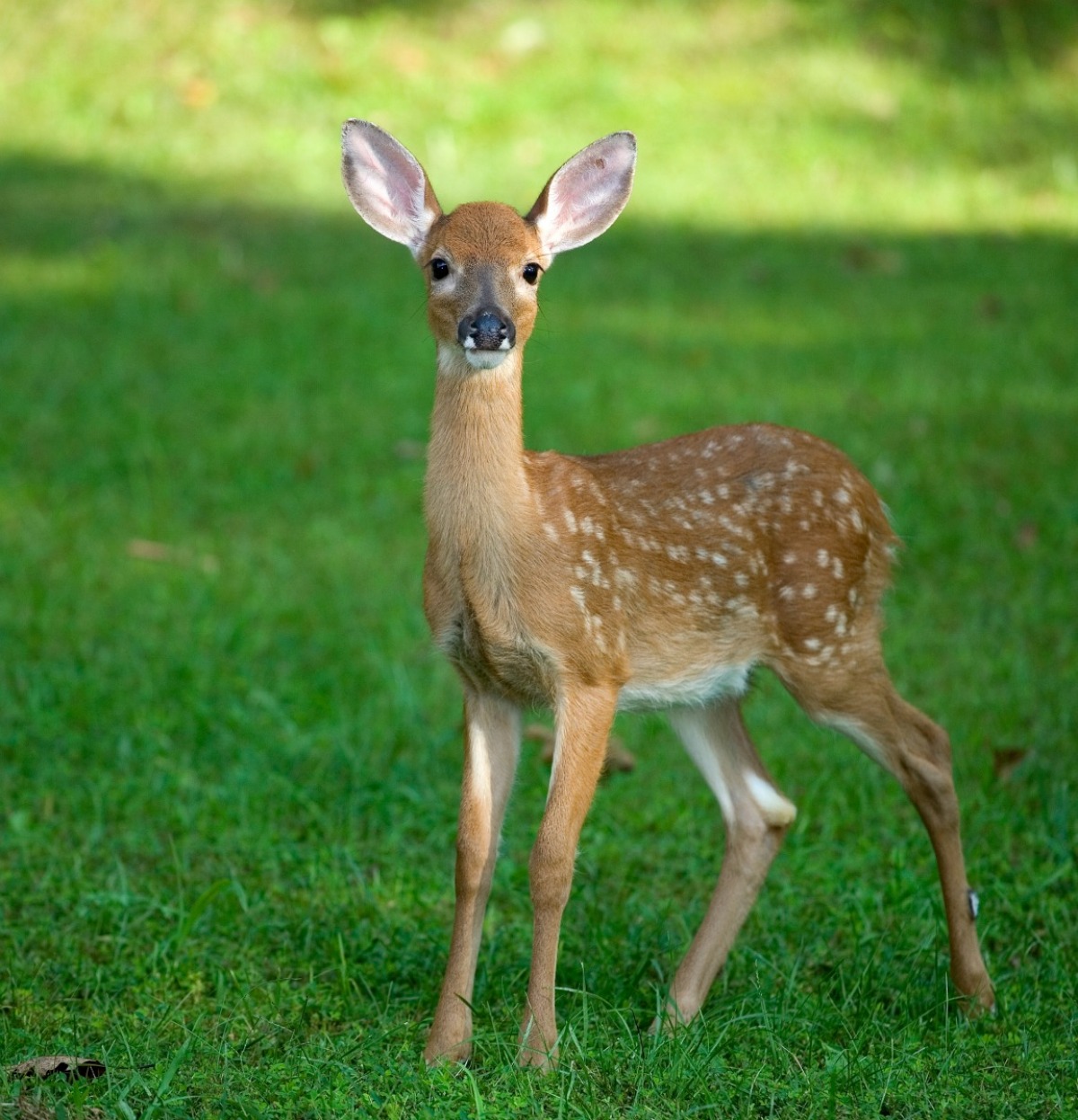 newborn deer walking