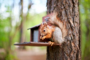 Squirrel Feeder