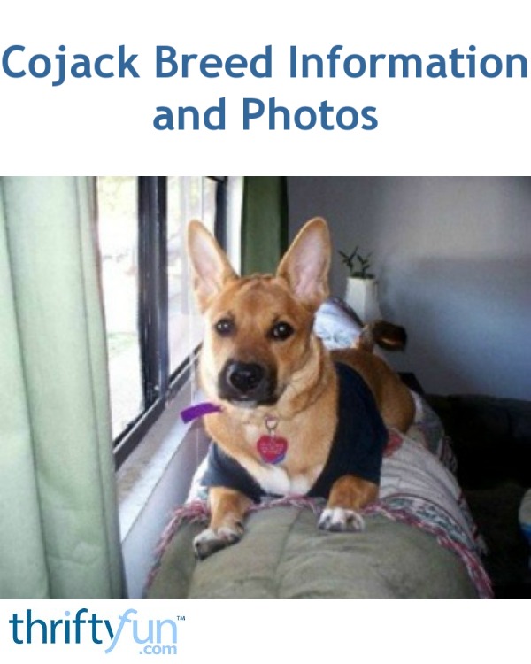 Cojack Breed Information And Photos Thriftyfun