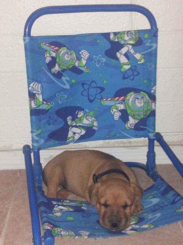 Puppy lying on folding chair.