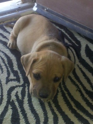 Puppy on zebra skin blanket