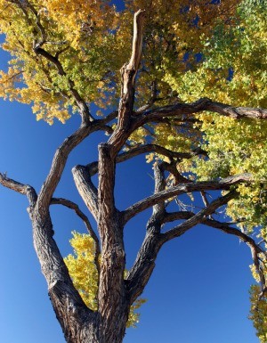 Cottonwood Tree