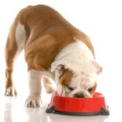 A bulldog eating too fast.
