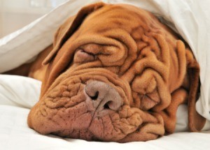 A Shar Pei dog under a blanket.
