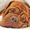 A Shar Pei dog under a blanket.