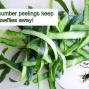 Keep Houseflies Away with Cucumber Peelings