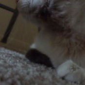 Wound on cat's chin.