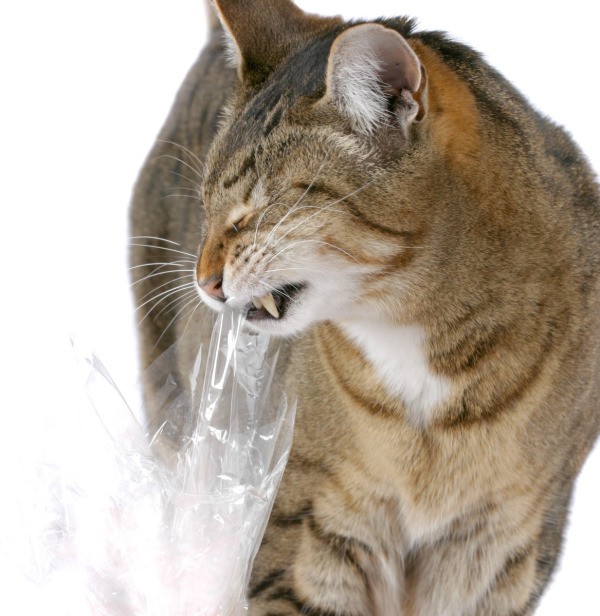 Cat shop eats plastic