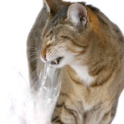 A cat eating a plastic bag.