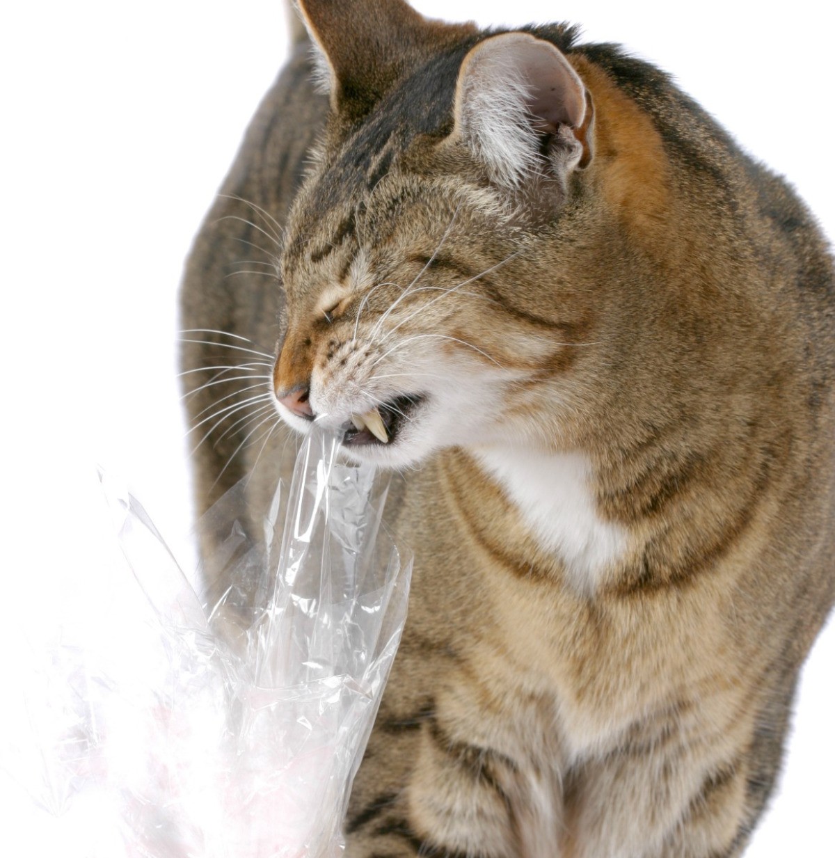  Why  Do  Cats  Like  Plastic Bags ThriftyFun