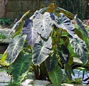 Elephant Ears Plant