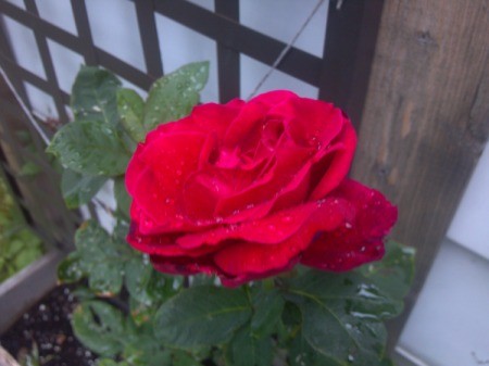 Closeup of pretty red rose.