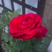 Closeup of pretty red rose.