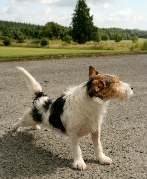 A dog standing on a driveway.