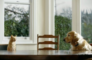 A dog and cat sitting in at a table in a house looking at each other.