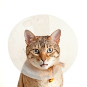 A cat wearing a plastic dish.