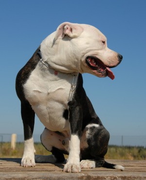 Pit Bull