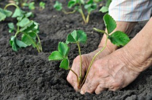 senior aged woman planting strawberries