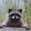 Raccoon Photos