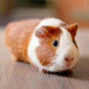 Cute Guinea Pig