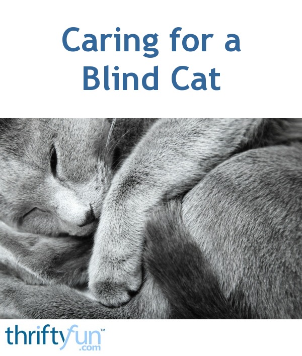 Caring for a Blind Cat ThriftyFun