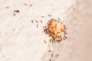 ants eating bait