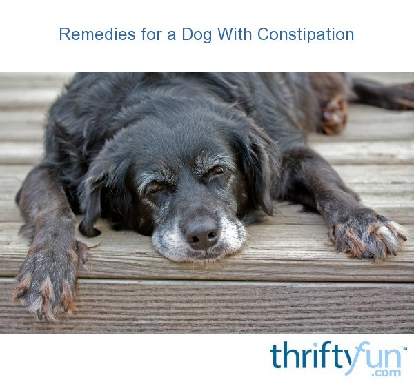 Remedies for a Dog With Constipation ThriftyFun