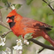 Cardinal in a tree.