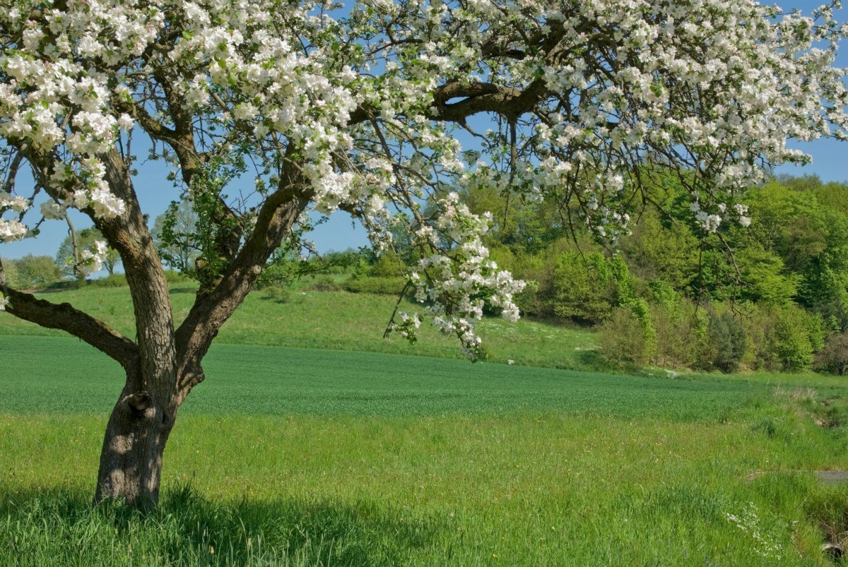 Growing Apple Trees | ThriftyFun