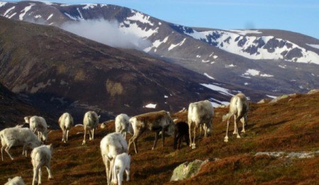 Scottish Reindeer (Caringorm Mountains, Scotland)