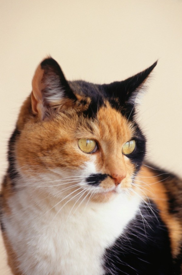 calico cat female