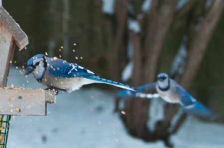 Blue Jay