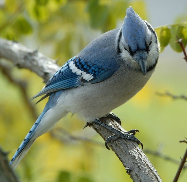 Blue Jay Information and Photos | ThriftyFun